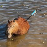 Capivara é resgatada com flecha cravada no corpo na Represa Guarapiranga, em São Paulo