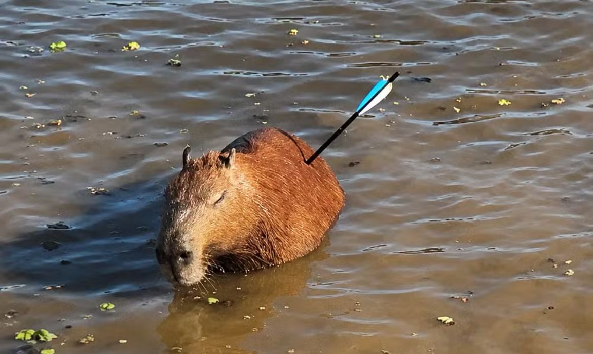Capivara é resgatada com flecha cravada no corpo na Represa Guarapiranga, em São Paulo