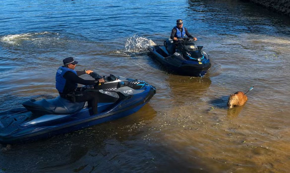 Capivara resgatada com flecha cravada no corpo na Represa Guarapiranga em So Paulo
