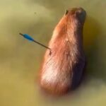 Capivara resgatada com flecha no corpo na Represa Guarapiranga morre em São Paulo