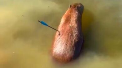 Capivara resgatada com flecha no corpo na Represa Guarapiranga morre em São Paulo