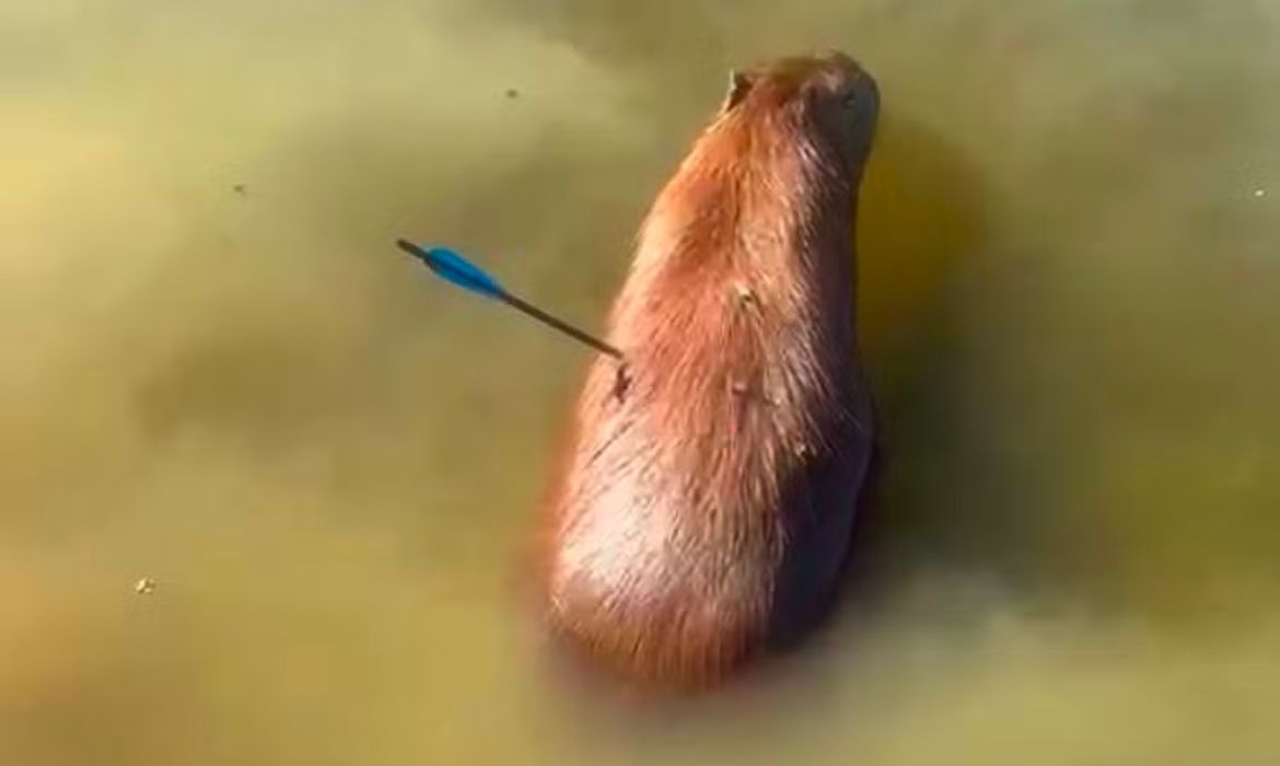 Capivara resgatada com flecha no corpo na Represa Guarapiranga morre em São Paulo