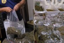Polícia encontra estrutura para produção de maconha em sítio no interior de SP