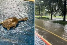 Chuva faz lagos do Ibirapuera transbordarem e leva peixes para ruas do parque