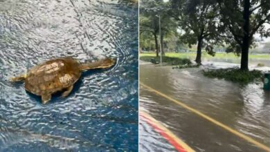 Chuva faz lagos do Ibirapuera transbordarem e leva peixes para ruas do parque