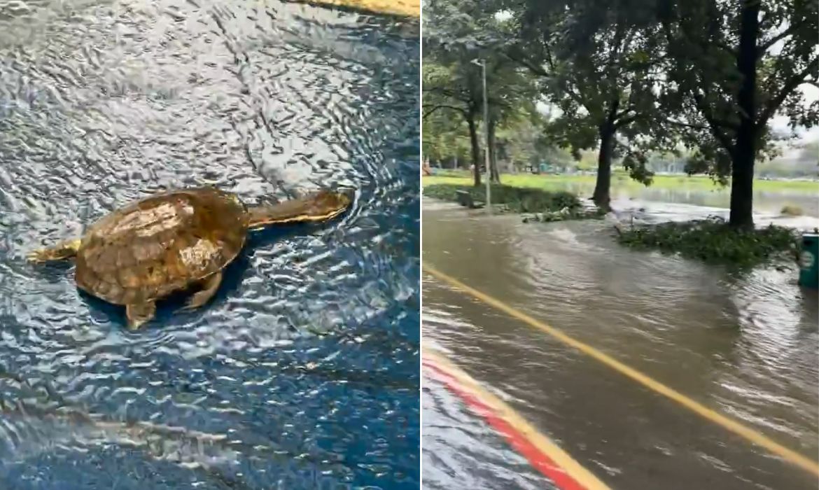 Chuva faz lagos do Ibirapuera transbordarem e leva peixes para ruas do parque